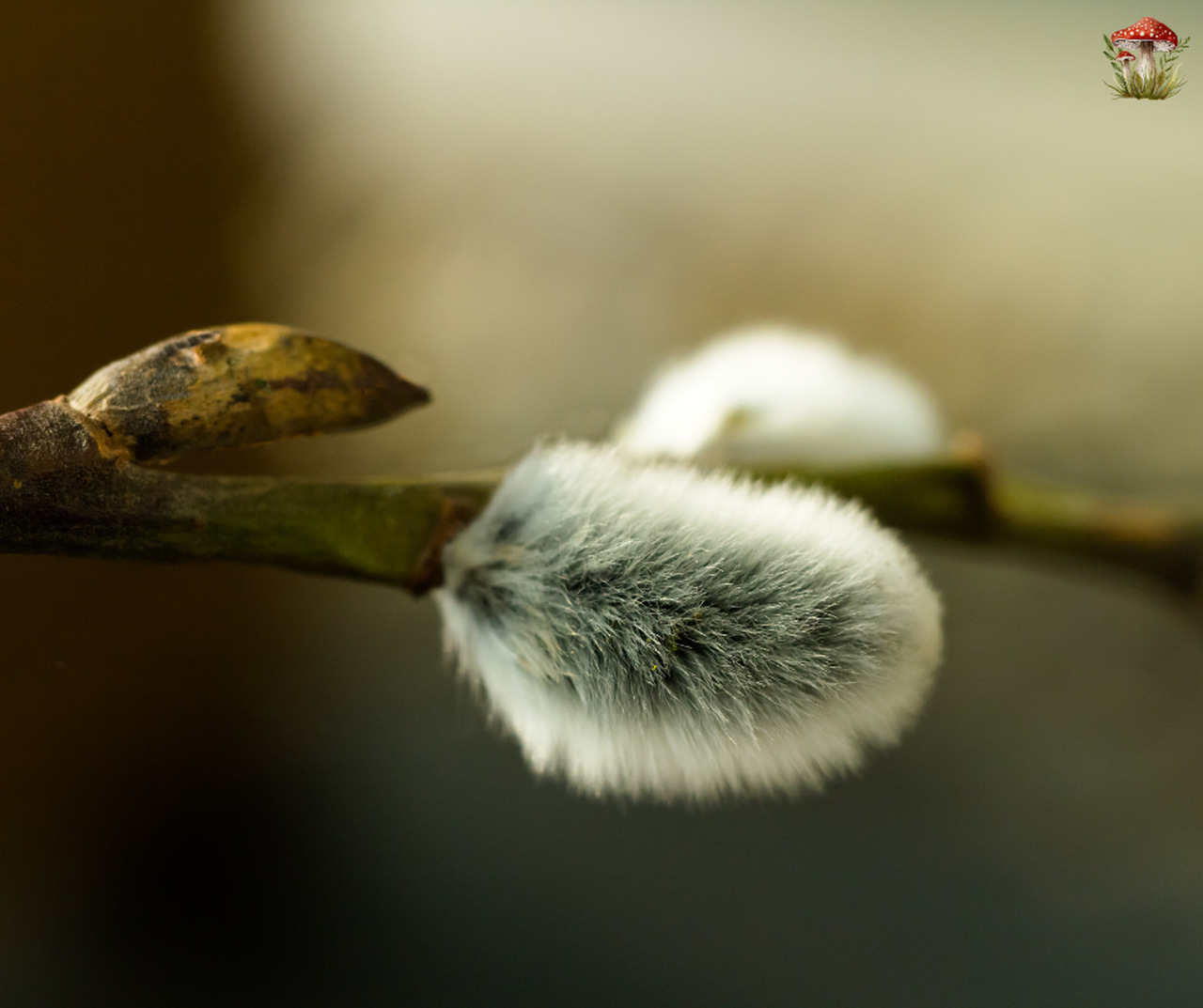 Wierzba – magiczna moc natury i jej lecznicze właściwości